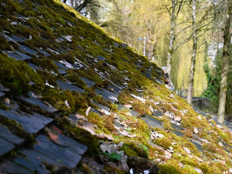 Mossa och löv på ett gammalt tak med mörka takpannor